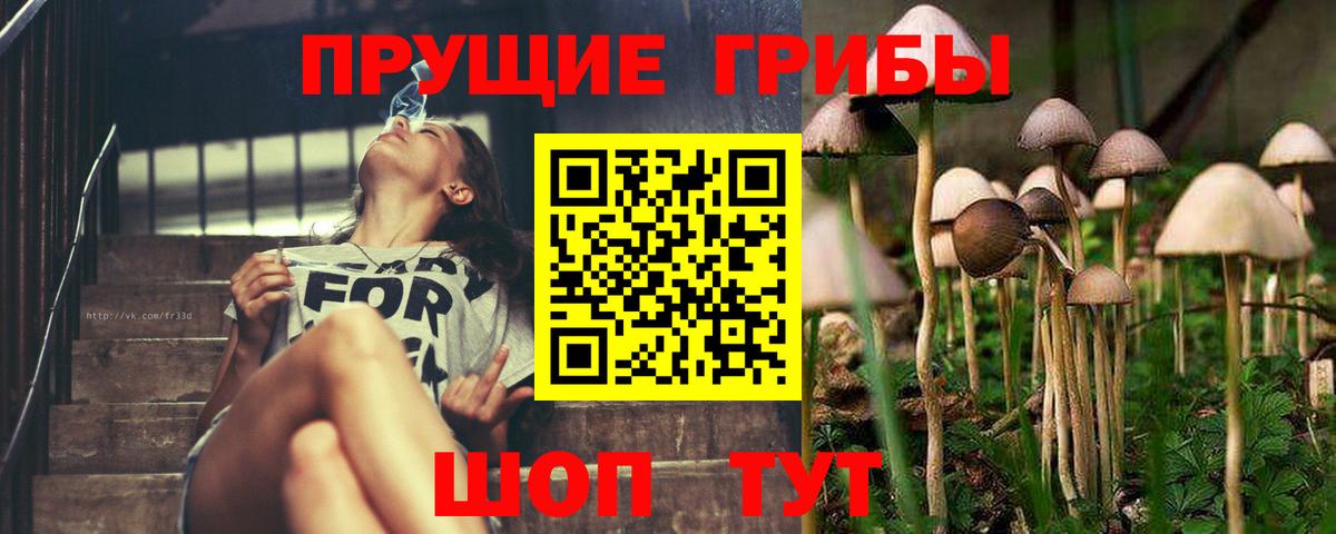 Псилоцибиновые грибы Psilocybine cubensis Холмск